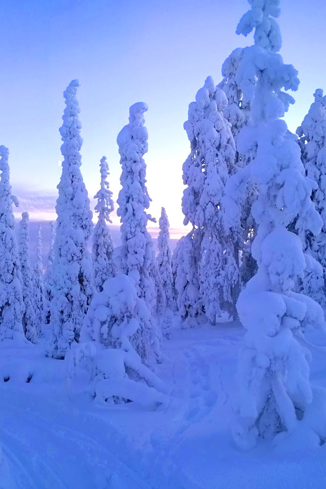 Snow Trees Wallpaper