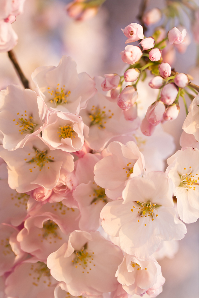 Cherry Blossom Wallpaper