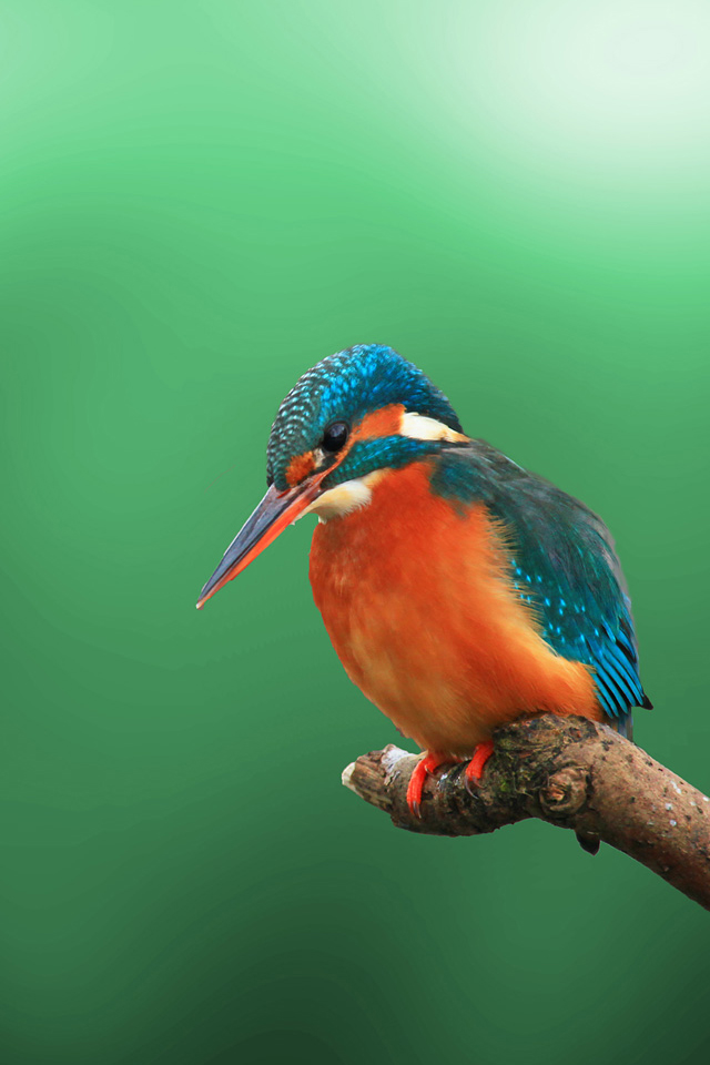 Colorful Bird Wallpaper