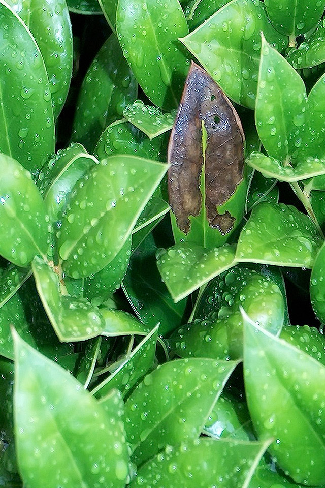 Green Leafs Wallpaper