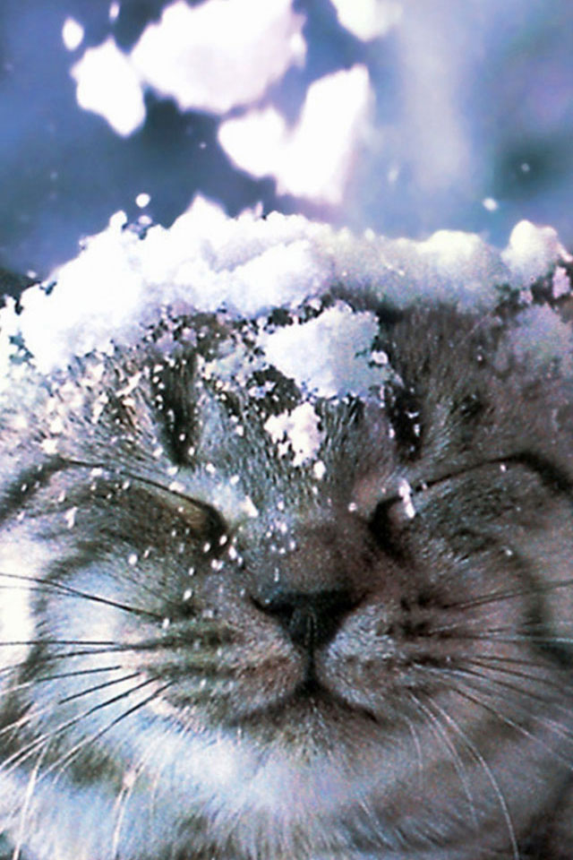 Cat in Snow Wallpaper
