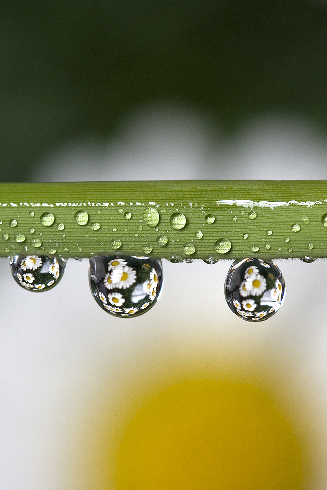 Daisies in Water Drops Wallpaper