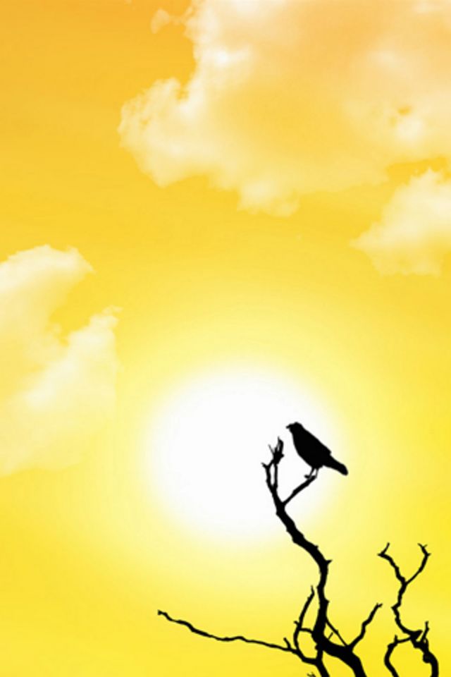 Sun Bird Wallpaper