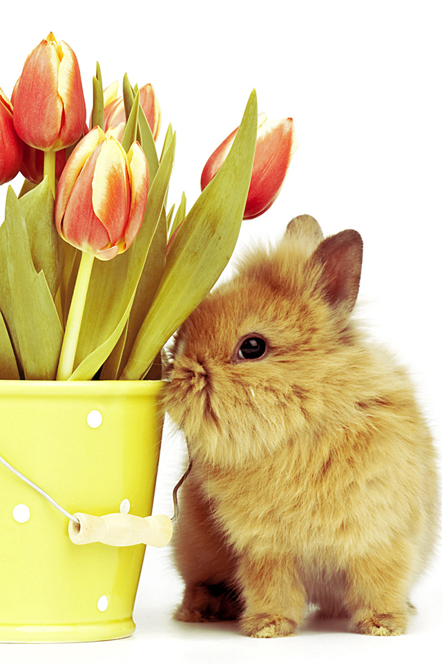 Fluffy Bunny Wallpaper