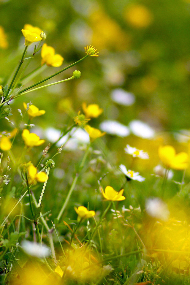 Wild Flowers Wallpaper