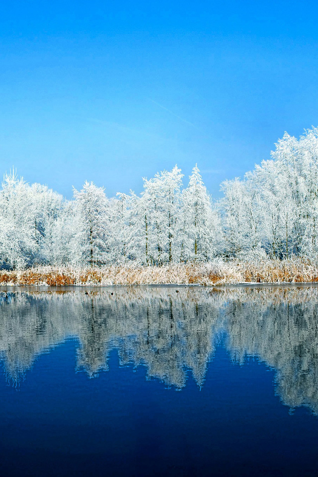 Winter Trees Wallpaper