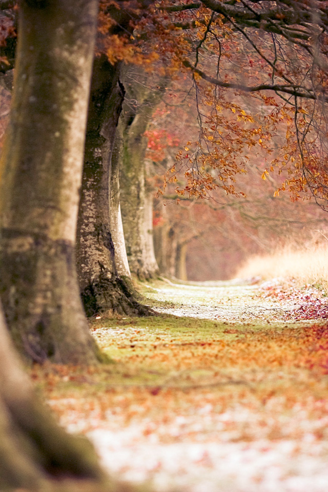 Autumn Trees Wallpaper