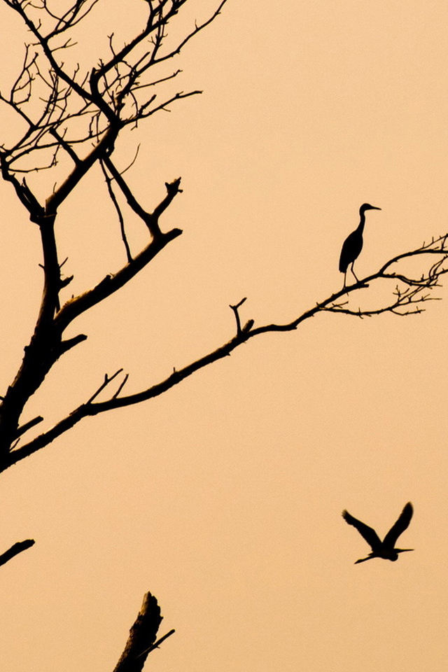 Bird on Branch Wallpaper