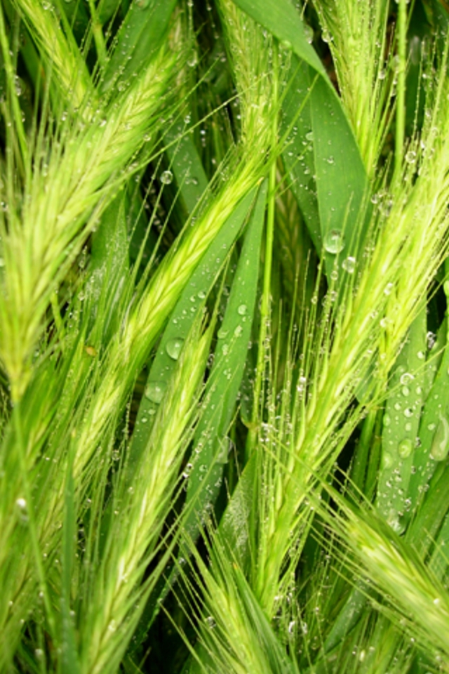 Water Grass Wallpaper