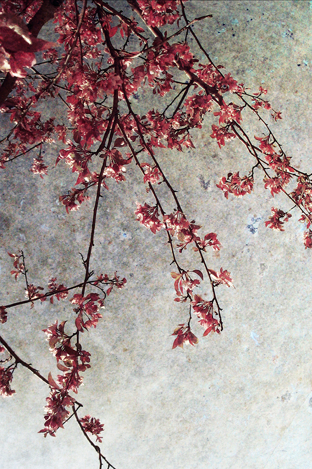 Spring Sweetness Wallpaper