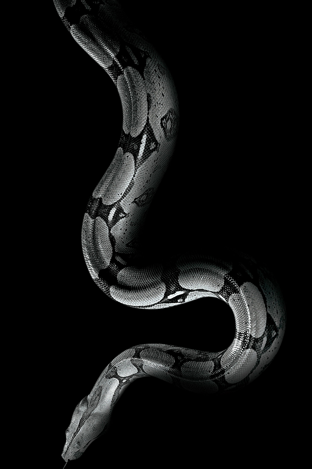 White Snake Wallpaper