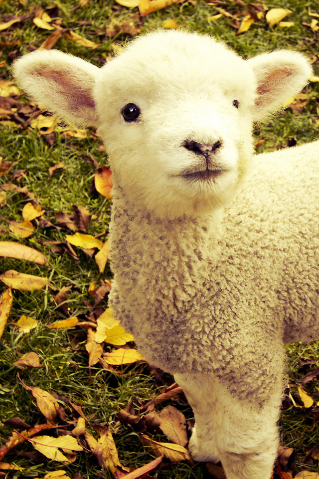 Sheep Wallpaper