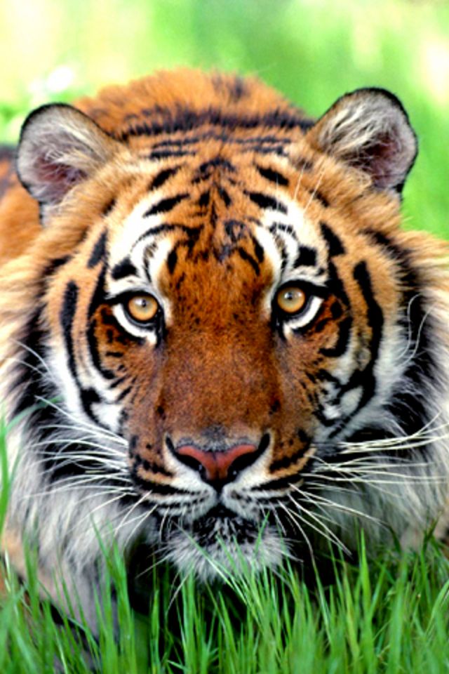 Tiger Wallpaper