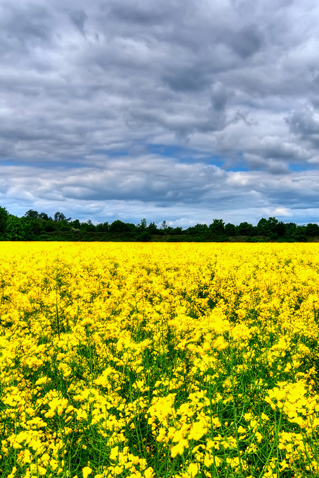 Field of Flowers Wallpaper