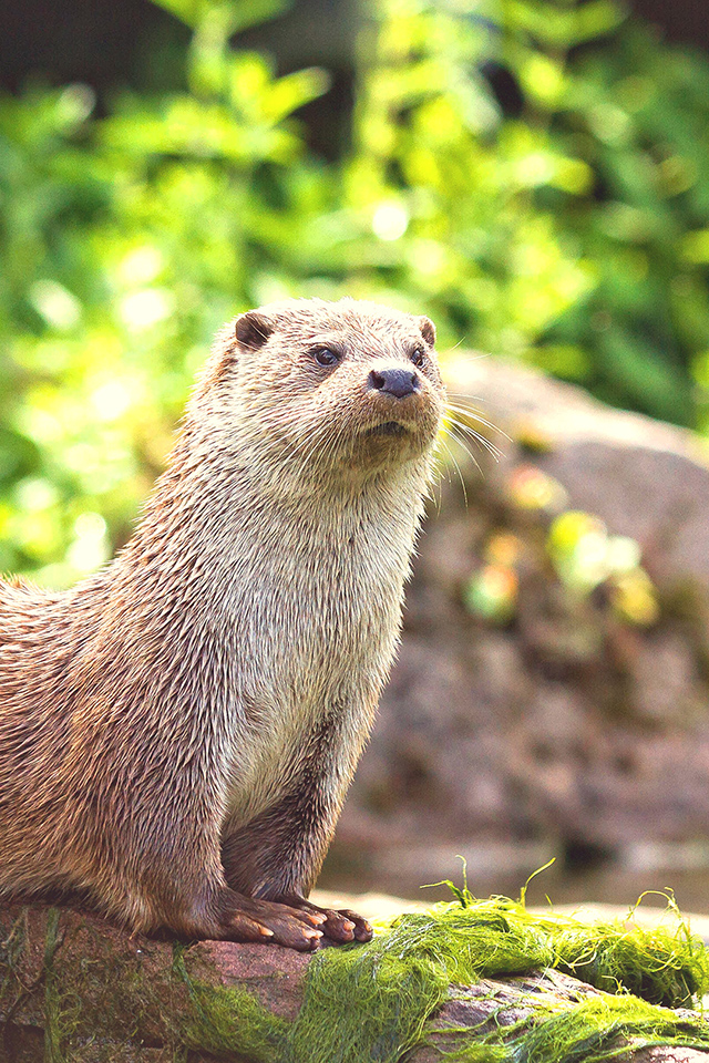 Otter Wallpaper