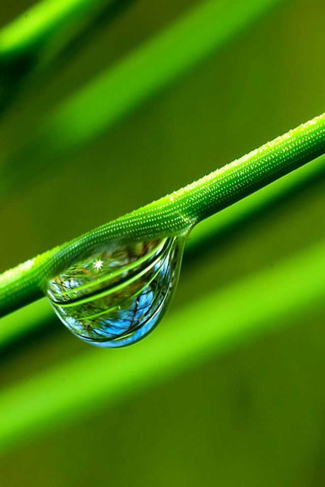 Stem Waterdrop Wallpaper