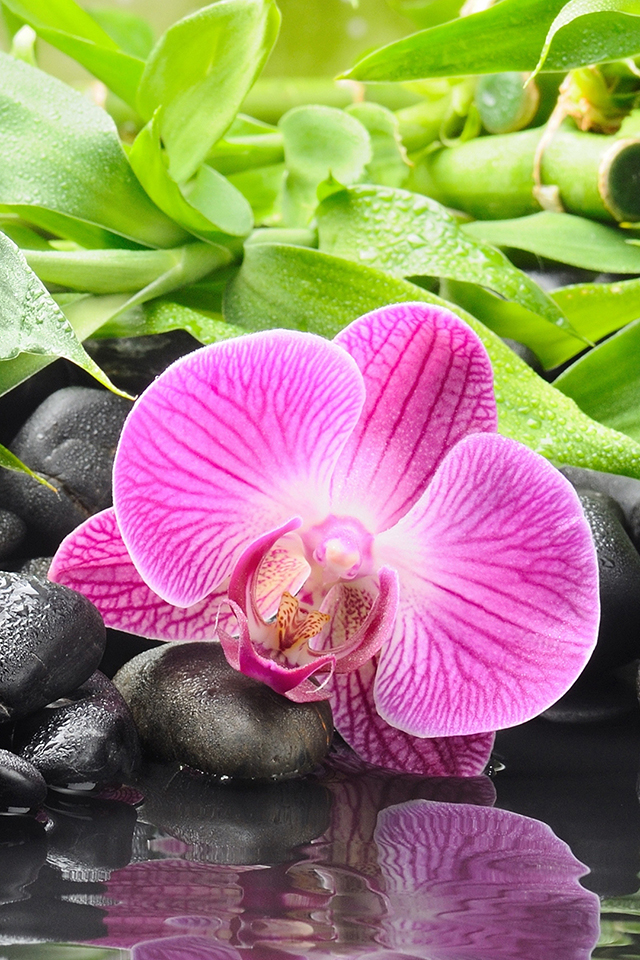 Purple Orchid Wallpaper