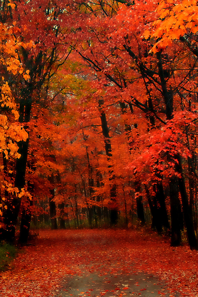 Red Autumn Wallpaper