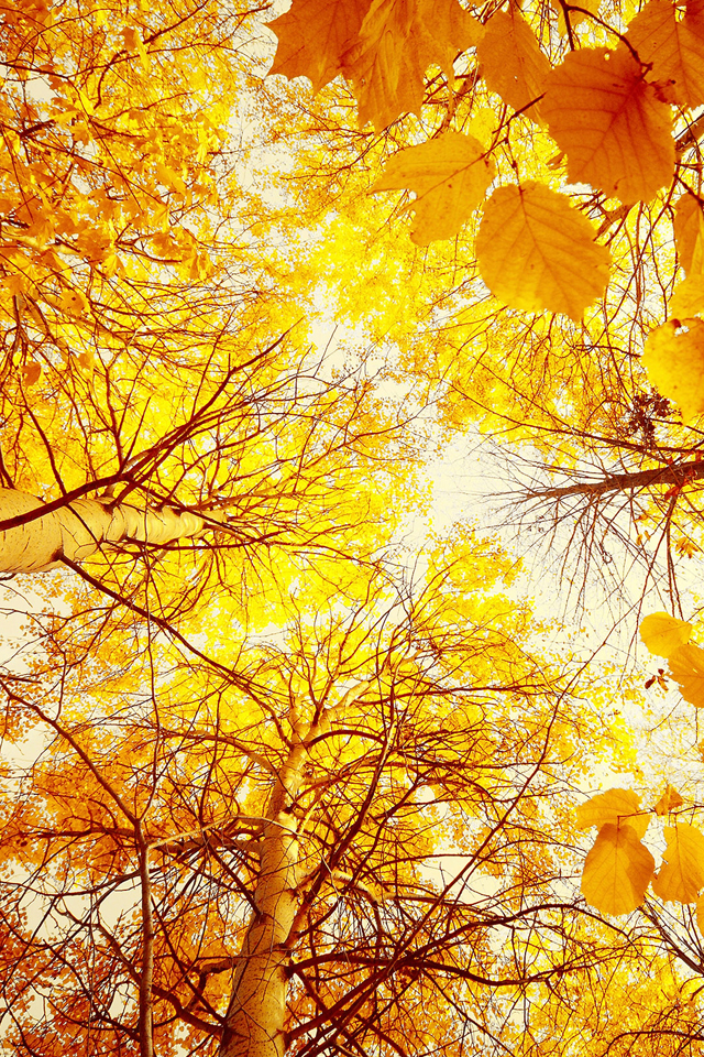Autumn Trees Wallpaper