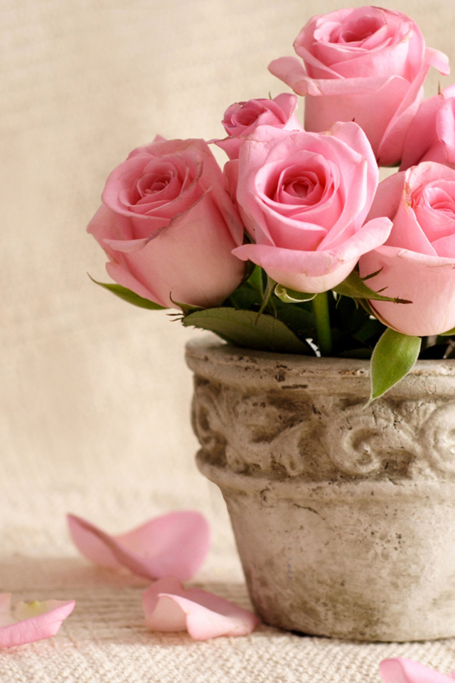 Light Pink Roses Wallpaper