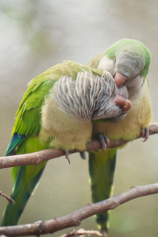 Love Birds Wallpaper