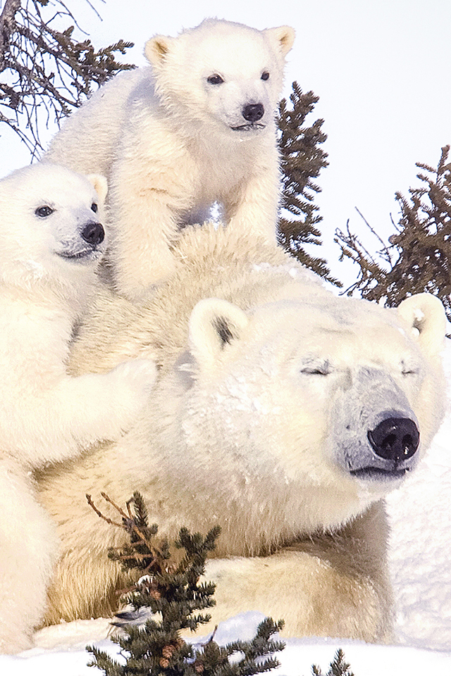 Polar Bear Family Wallpaper