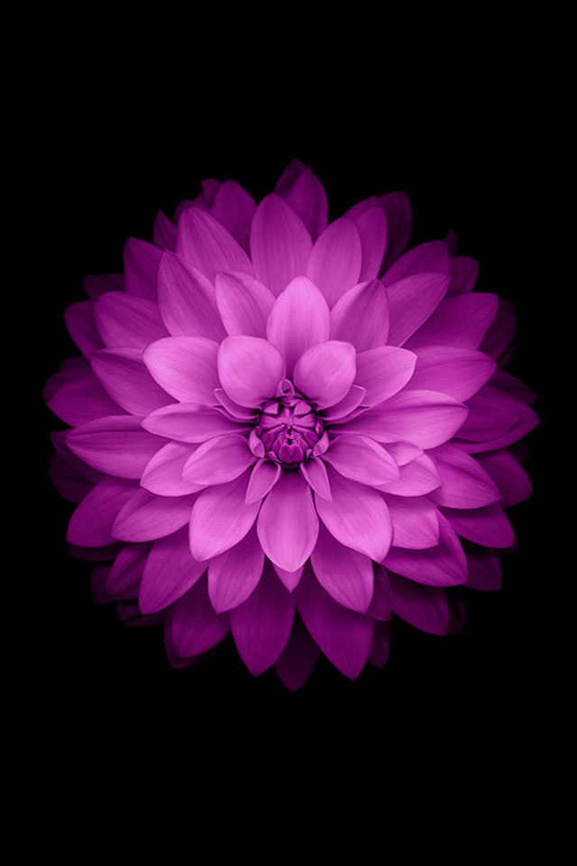 iPhone 6 Purple Flower Wallpaper