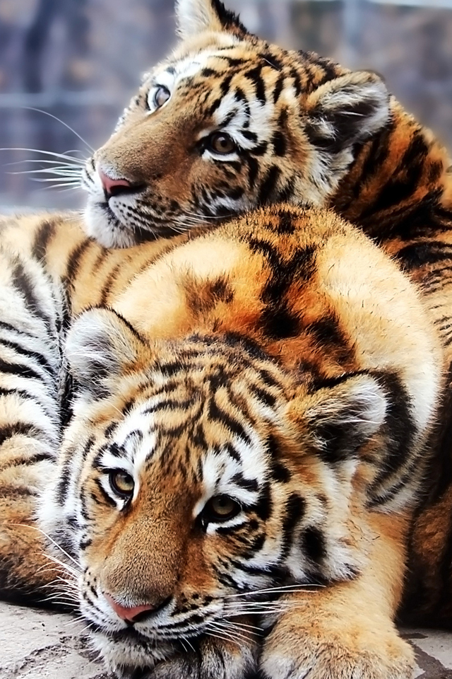 Tiger Siblings Wallpaper