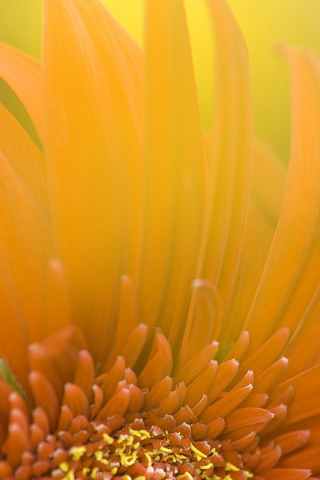 Flower Closeup Wallpaper