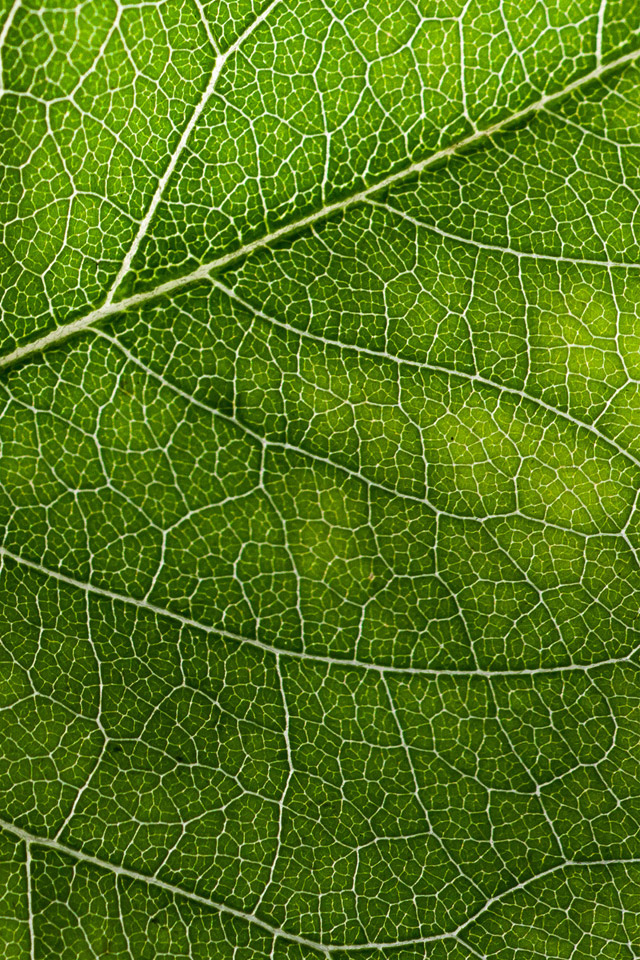 Green Leaf Wallpaper