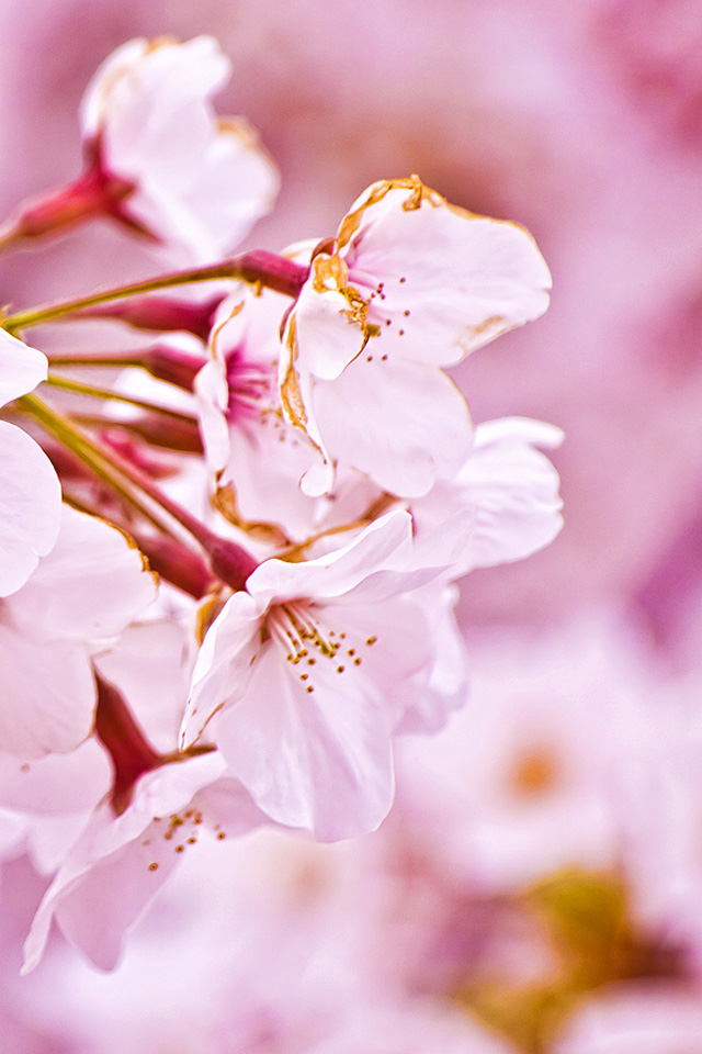 Cherry Blossom Wallpaper