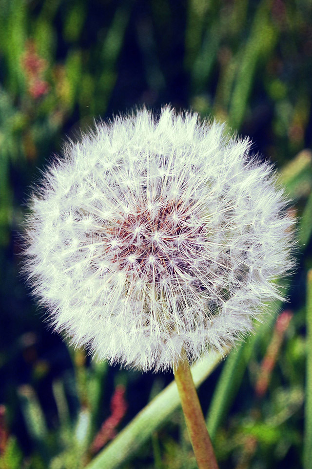 Dandelion Wallpaper