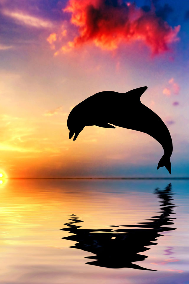 Dolphin Jump Wallpaper