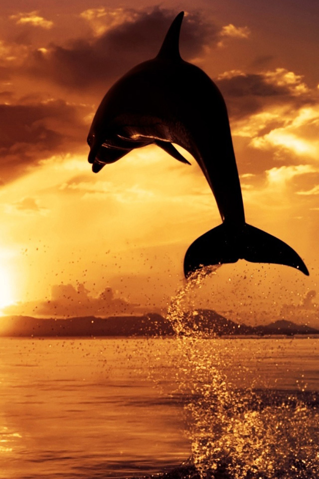 Dolphin Jump Wallpaper