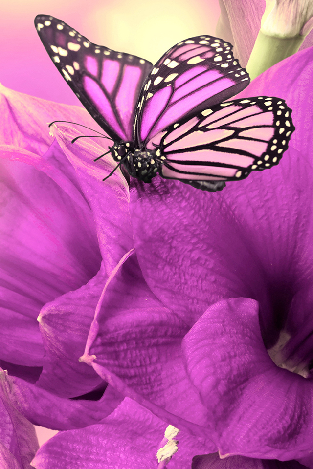 Girly Butterfly Wallpaper