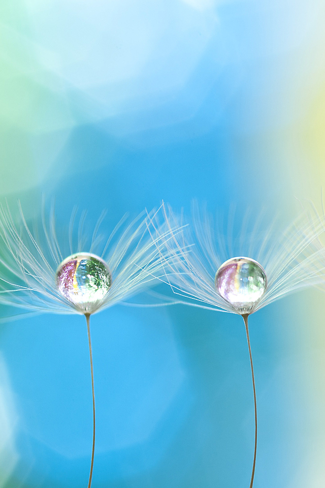 Droplet on Dandelion Wallpaper