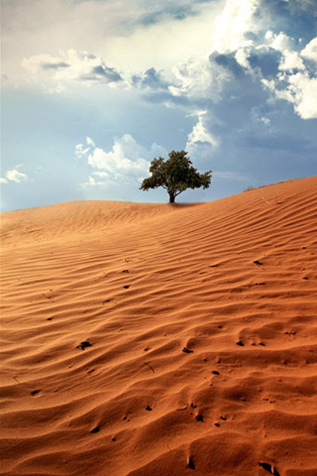 Desert Tree Wallpaper