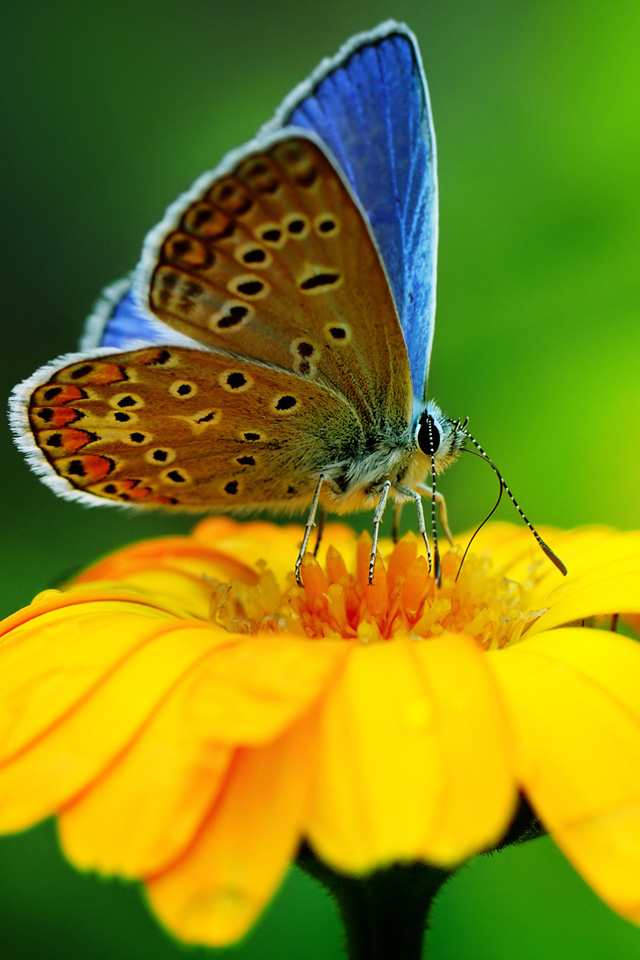 Butterfly Macro Wallpaper