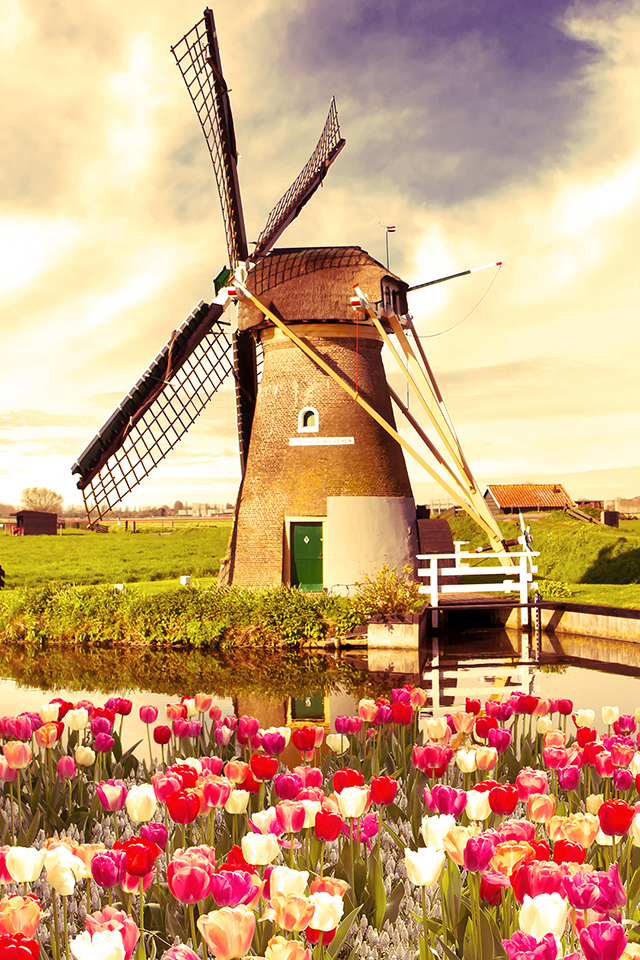 Tulips and Windmill Wallpaper