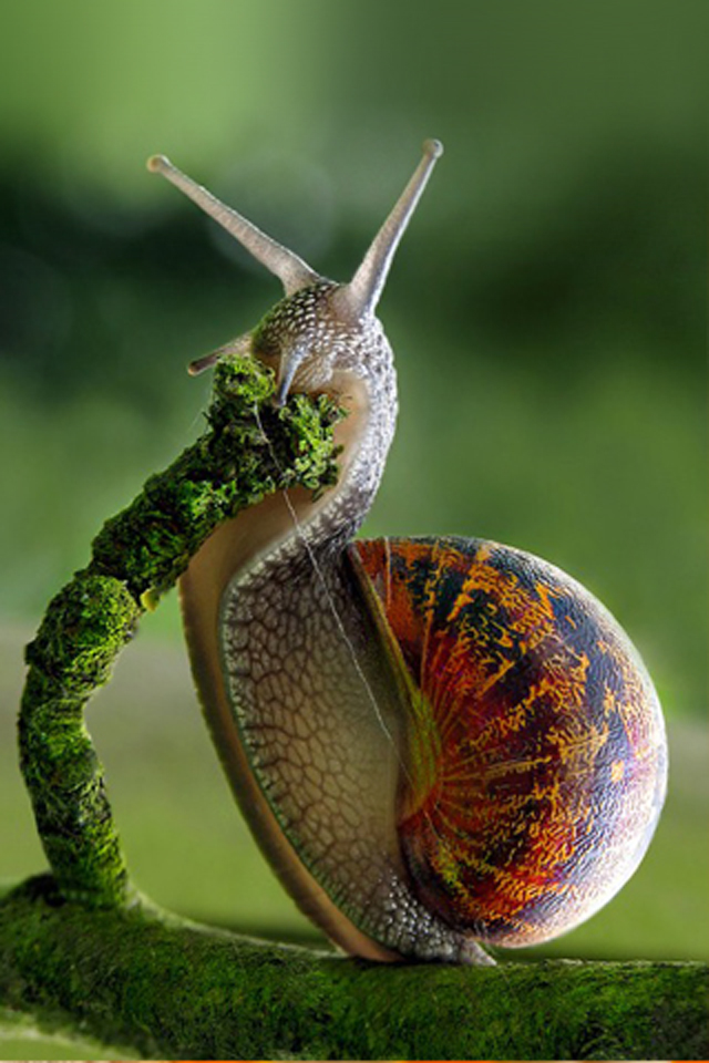 Snail Wallpaper