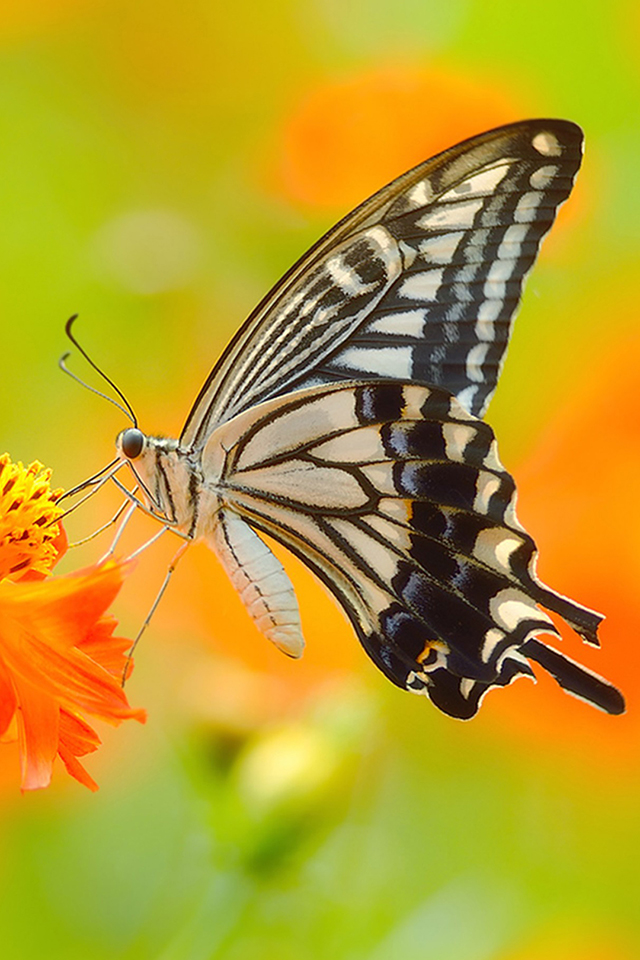 Colorful Butterfly Wallpaper