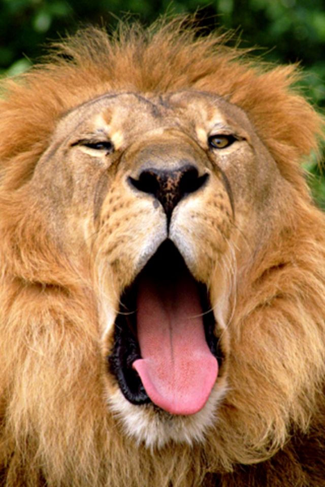 Lion Mouth Wallpaper