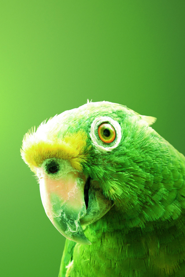 Green Parrot Wallpaper