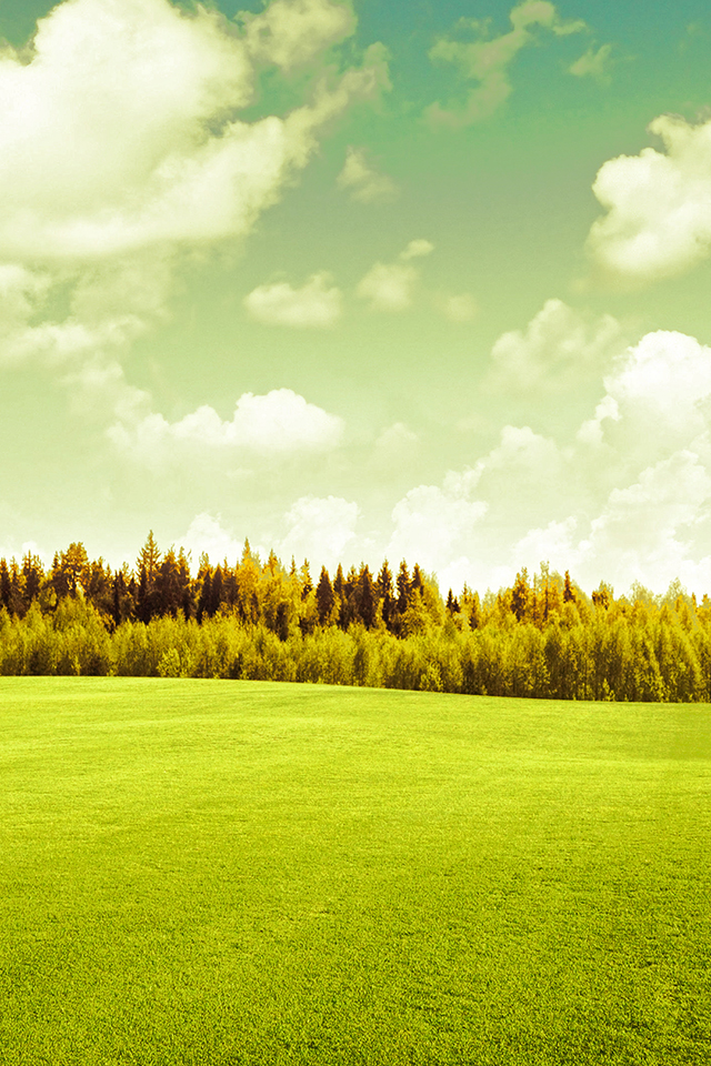 Grass Field Wallpaper