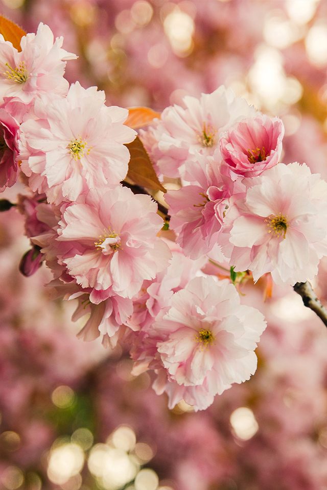 Cherry Blossom Wallpaper