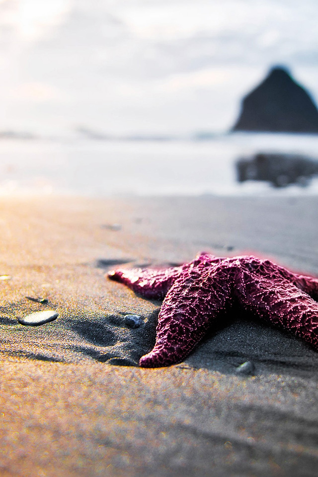 Purple Starfish Wallpaper