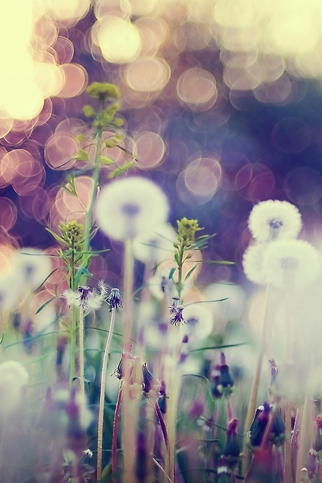 Dandelion Bokeh Wallpaper