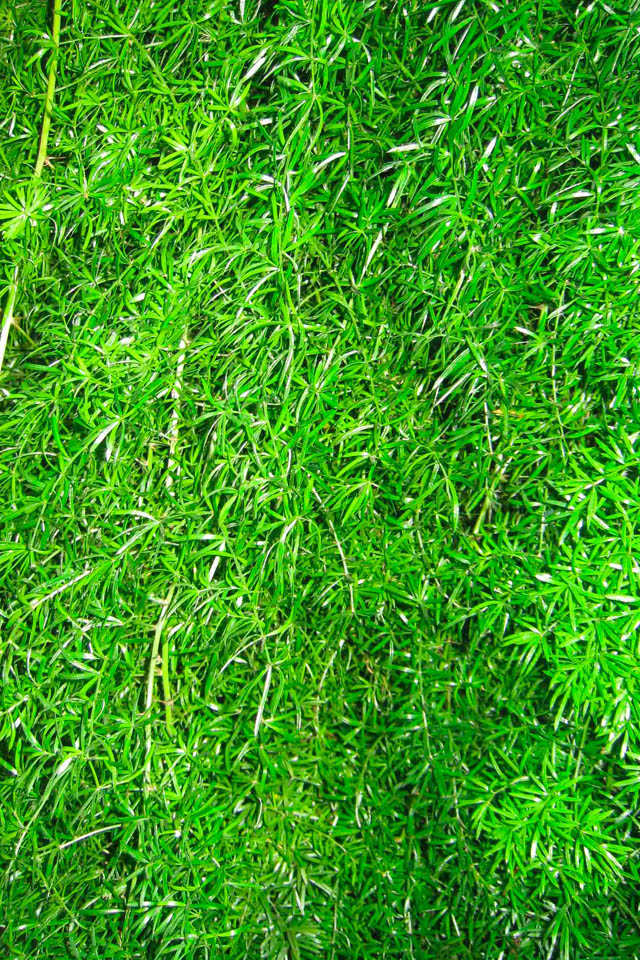 Grass Wallpaper