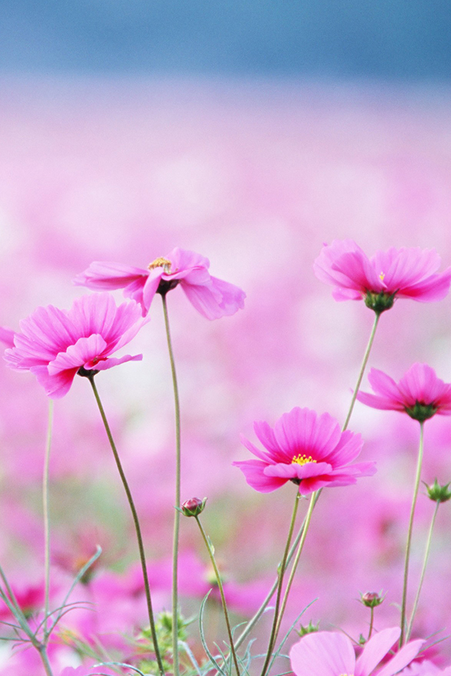 Pink Flowers Wallpaper