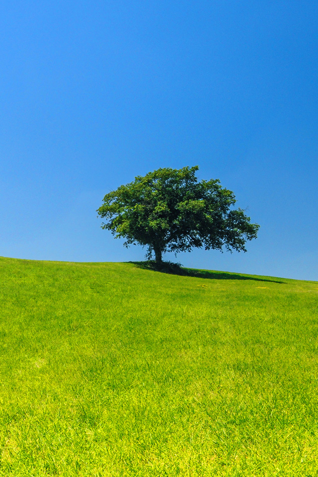 Lone Tree Wallpaper